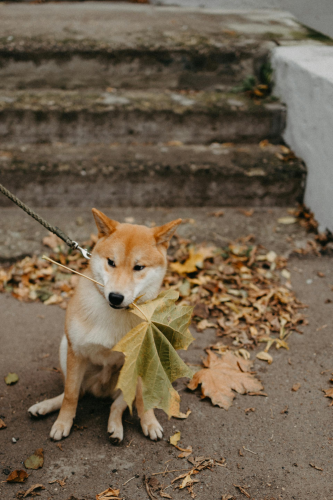 Shiba inu, shiba, chó, dog, thú cưng, pet, vật nuôi, domestic animal, động vật, animal, dễ thương, cute, lá khô, fallen leaves - Maksim Goncharenok