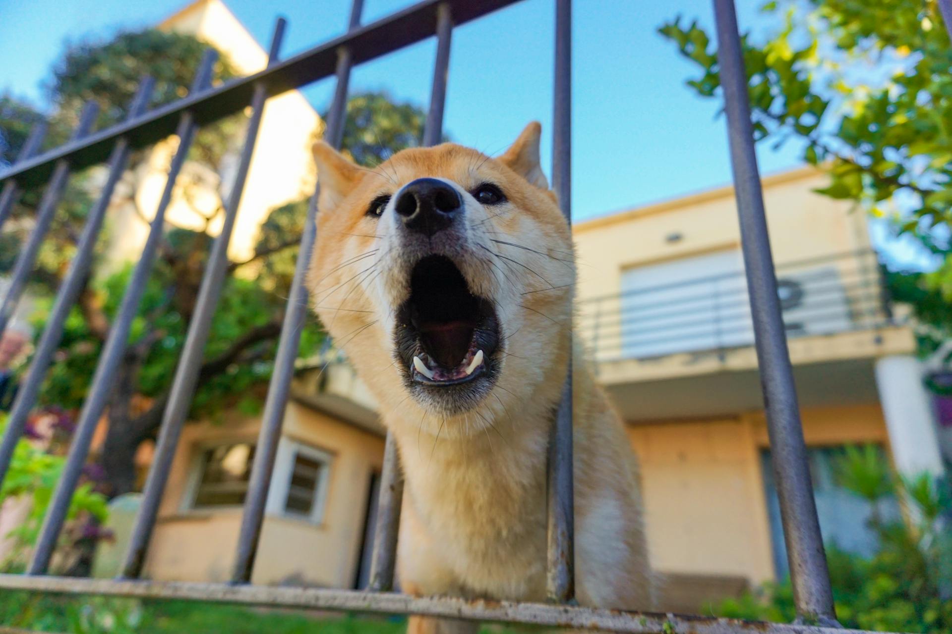 Shiba inu, shiba, chó, dog, thú cưng, pet, vật nuôi, domestic animal, động vật, animal, lông, fur, dễ thương, cute, hàng rào, fence - Manel Vazquez