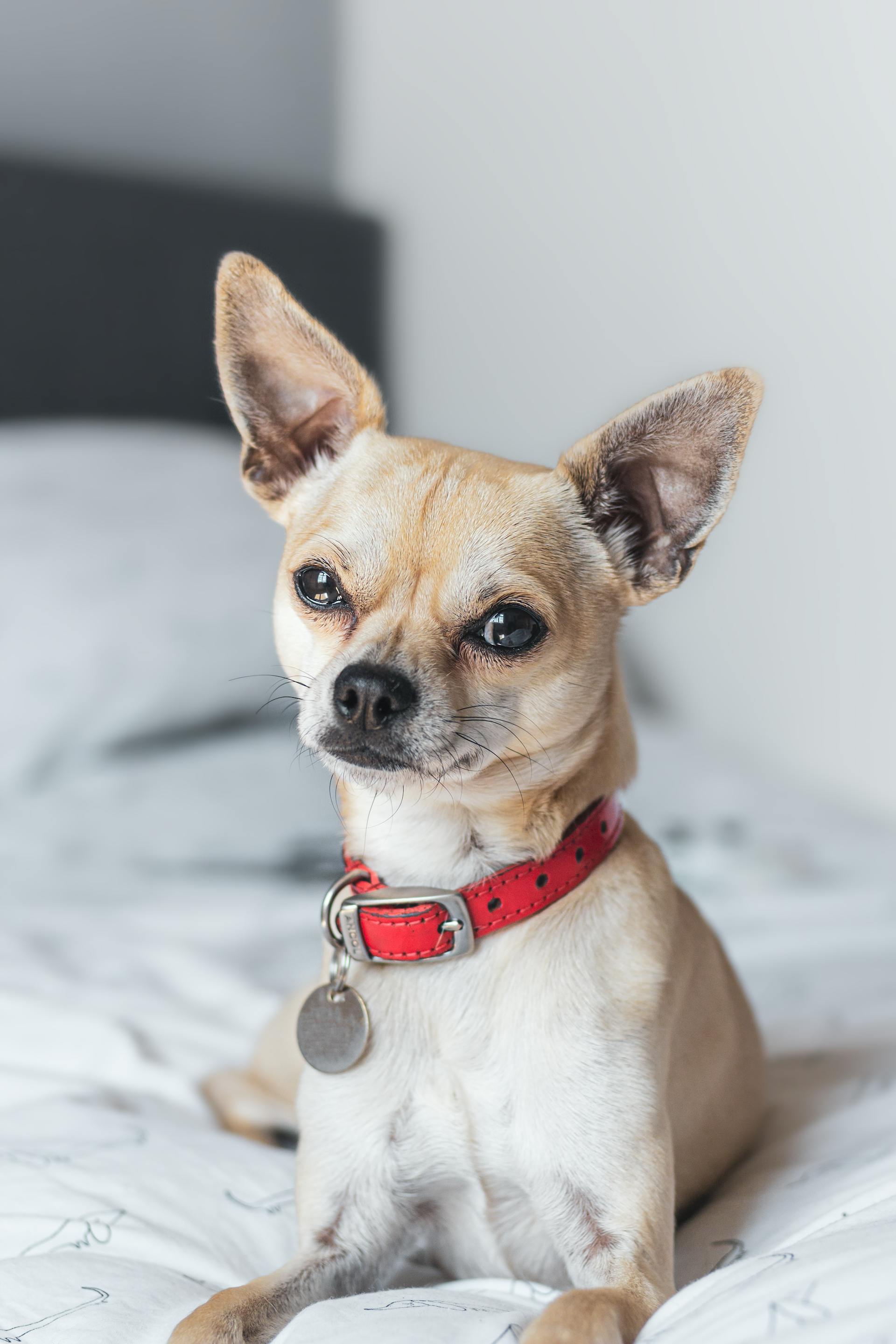 Chó chihuahua, chihuahua dog, chó, dog, thú cưng, pet, vật nuôi, domestic animal, động vật, animal, dễ thương, cute, lông, fur - Mark Arron Smith 1