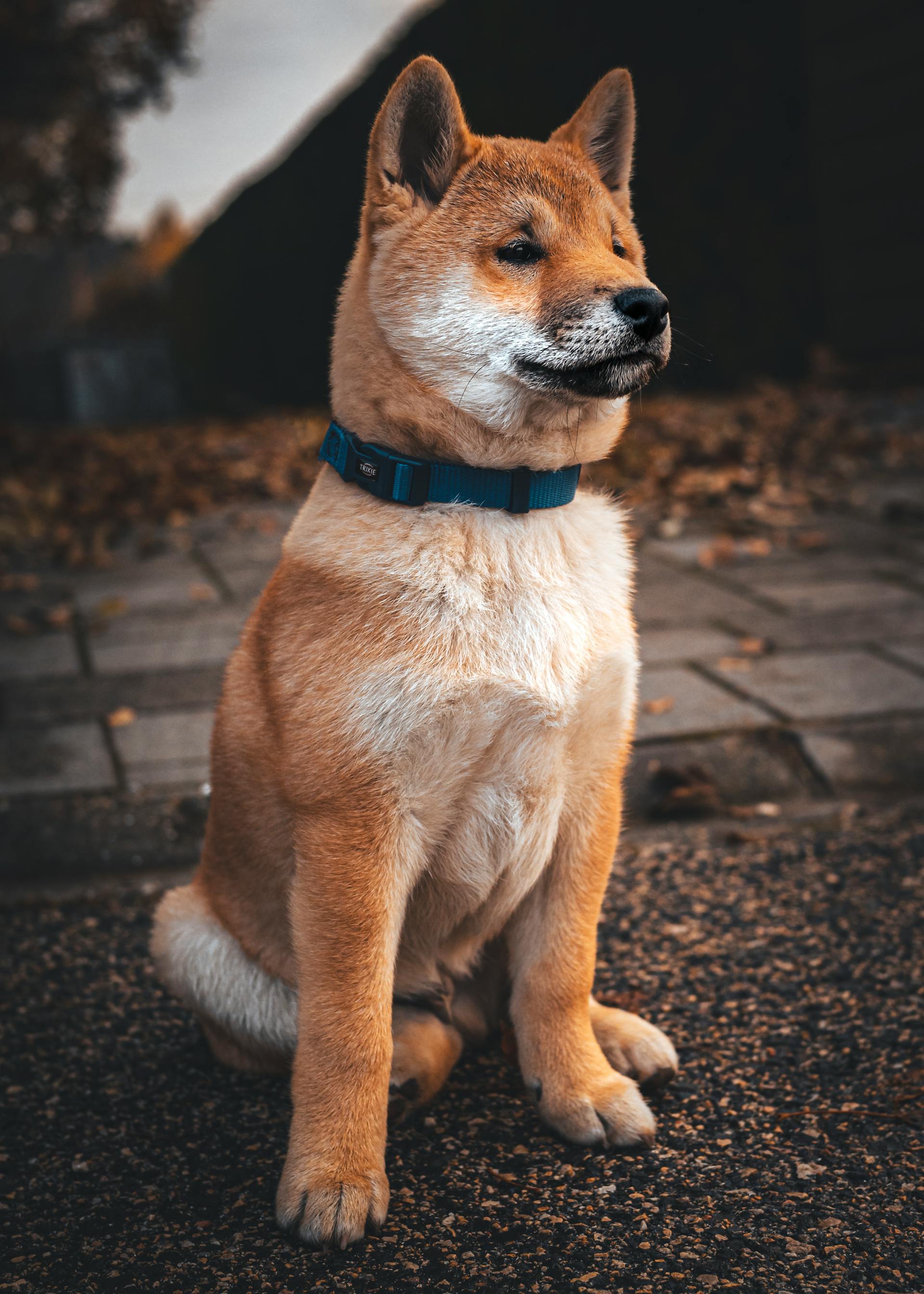 Akita inu, akita, chó, dog, thú cưng, pet, vật nuôi, domestic animal, động vật, animal, lông, fur, vòng cổ, collar - Mátyás Varga