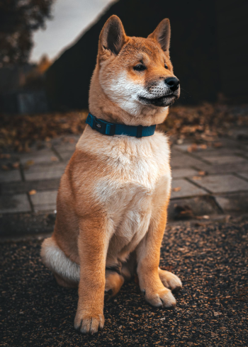 Akita inu, akita, chó, dog, thú cưng, pet, vật nuôi, domestic animal, động vật, animal, lông, fur, vòng cổ, collar - Mátyás Varga
