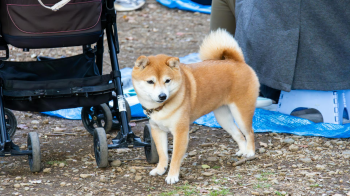 Shiba inu, shiba, chó, dog, thú cưng, pet, vật nuôi, domestic animal, động vật, animal, dễ thương, cute, xe đẩy em bé, baby stroller - meinen ryu