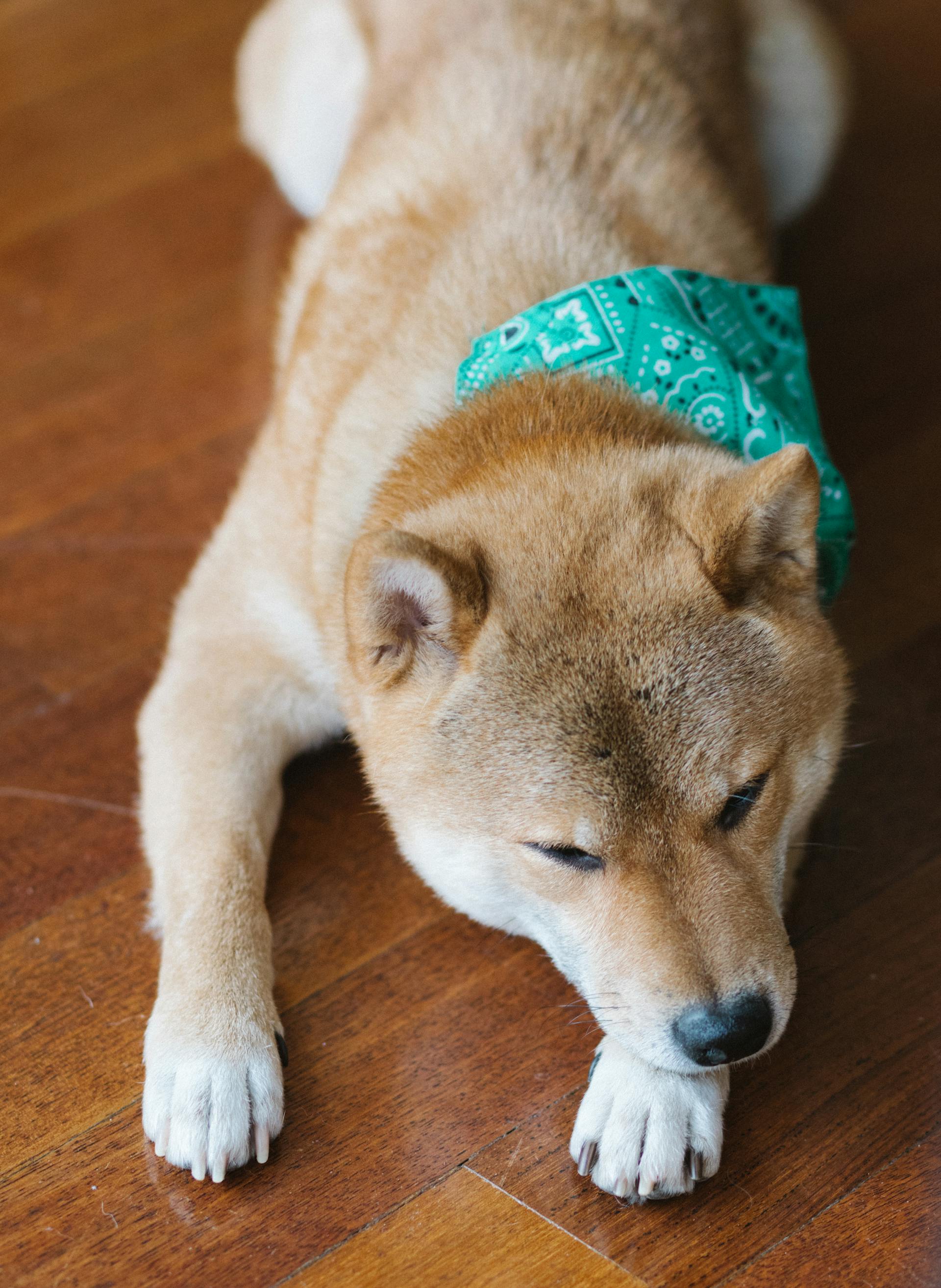 Shiba inu, shiba, chó, dog, thú cưng, pet, vật nuôi, domestic animal, động vật, animal, dễ thương, cute - Meruyert Gonullu