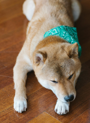 Shiba inu, shiba, chó, dog, thú cưng, pet, vật nuôi, domestic animal, động vật, animal, dễ thương, cute - Meruyert Gonullu