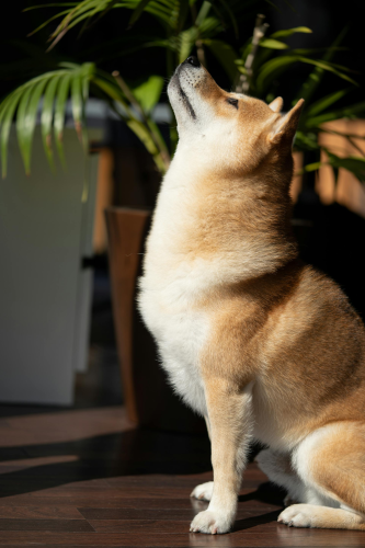 Shiba inu, shiba, chó, dog, cún con, puppy, lông, fur, dễ thương, cute, thú cưng, pet, vật nuôi, domestic animal, động vật, animal - mikky k