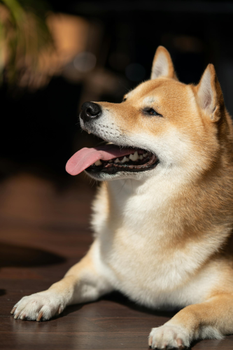 Shiba inu, shiba, chó, dog, thú cưng, pet, vật nuôi, domestic animal, động vật, animal, lông, fur, dễ thương, cute, thè lưỡi, tongue out - mikky k