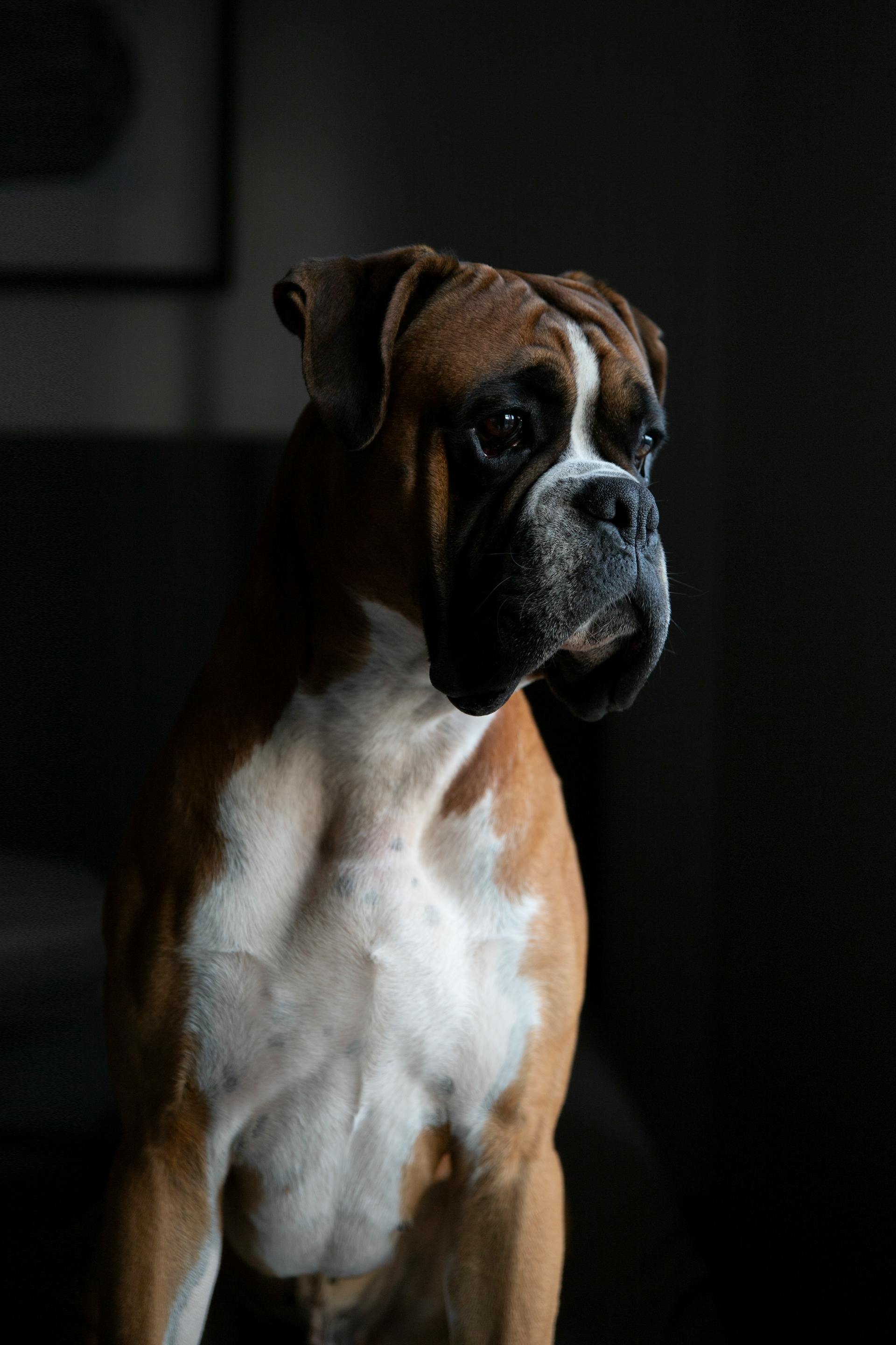 Chó boxer, boxer dog, chó, dog, thú cưng, pet, vật nuôi, domestic animal, động vật, animal, dễ thương, cute, lông, fur - Mindaugas U