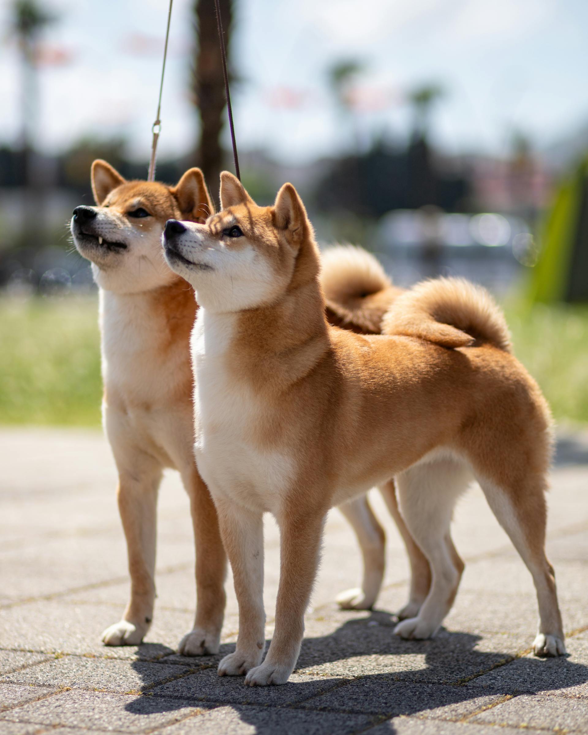 Shiba inu, shiba, chó, dog, thú cưng, pet, vật nuôi, domestic animal, động vật, animal, lông, fur - Mladen Šćekić