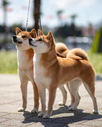 Shiba inu, shiba, chó, dog, thú cưng, pet, vật nuôi, domestic animal, động vật, animal, lông, fur - Mladen Šćekić
