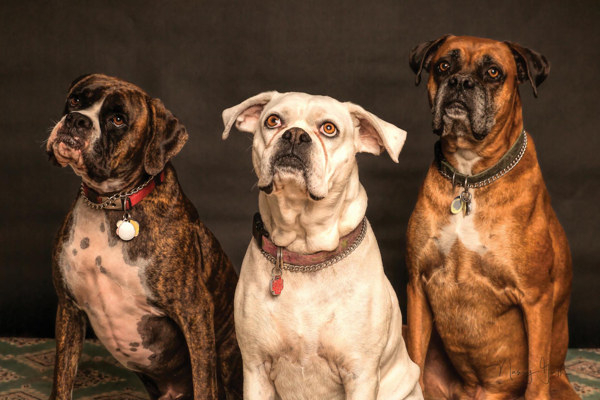 Chó boxer, boxer dog, chó, dog, thú cưng, pet, vật nuôi, domestic animal, động vật, animal, dễ thương, cute, lông, fur - Nancy Guth