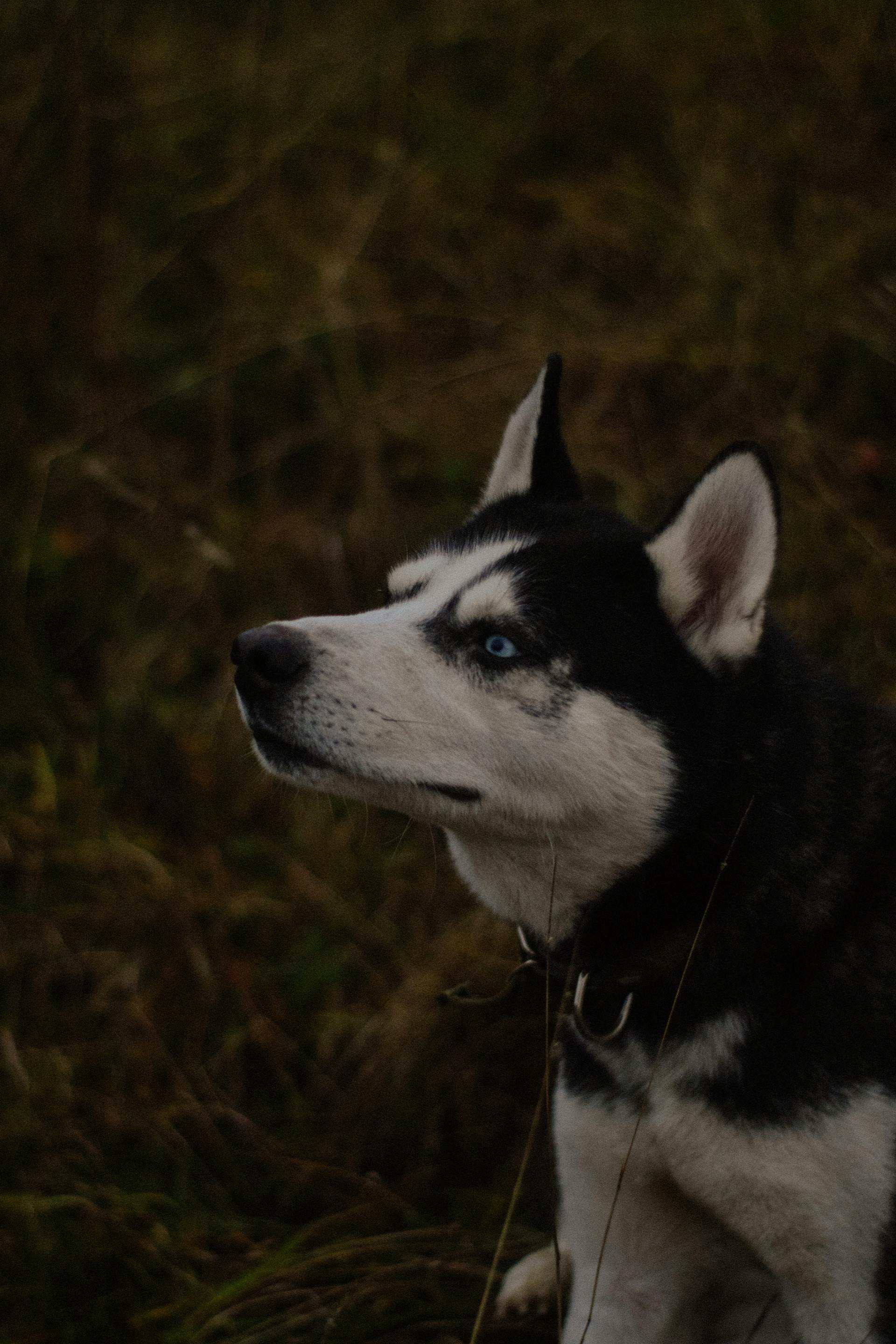 Husky, chó, dog, thú cưng, pet, vật nuôi, domestic animal, động vật, animal, lông, fur, cỏ, grass - Анастасия Быкова