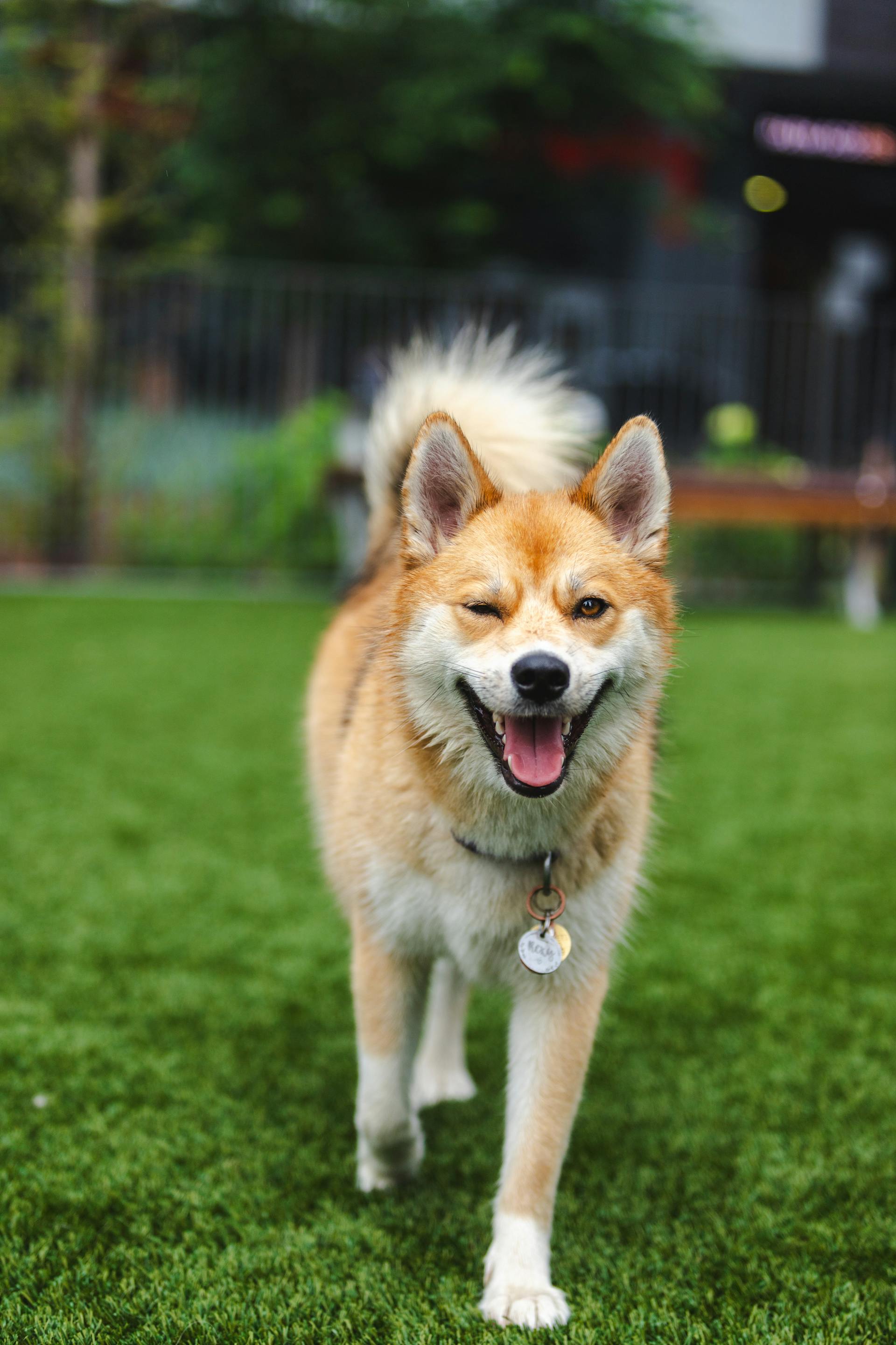 Shiba inu, shiba, chó, dog, thú cưng, pet, vật nuôi, domestic animal, động vật, animal, lông, fur, thè lưỡi, tongue out, thẻ tên, name tag - Jeremy Li
