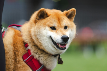 Shiba inu, shiba, chó, dog, puppy, lông, fur, dễ thương, cute, thú cưng, pet, vật nuôi, domestic animal, động vật, animal - Jeremy Li