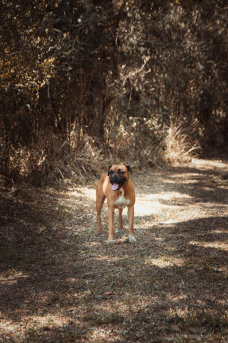 Chó boxer, boxer dog, chó, dog, thú cưng, pet, vật nuôi, domestic animal, động vật, animal, dễ thương, cute, lông, fur - Rodrigo Pereira
