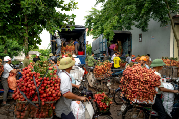 Xe máy, motorbike, Vietnam, Việt Nam, xe tải, truck, vải thiều, lychees - Quang Nguyen Vinh