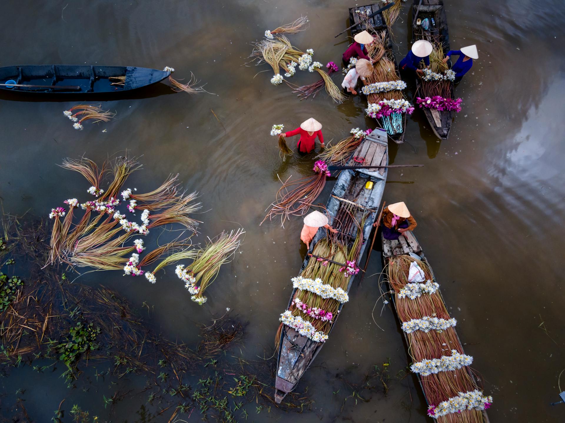 Thuyền, boat, sông, river, Việt Nam, Vietnam, người lái thuyền, boat operator, chợ nổi, floating market, hoa sen, lotus, nón lá, conical hat - Quang Nguyen Vinh