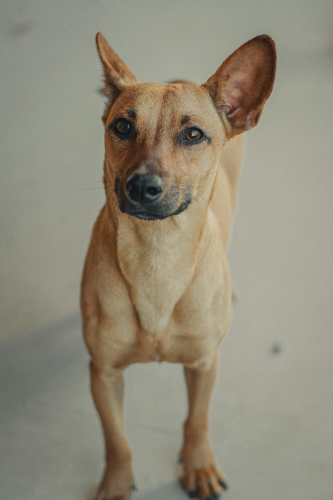 Chó, dog, thú cưng, pet, vật nuôi, domestic animal, động vật, animal, dễ thương, cute, lông, fur - ramon rangel