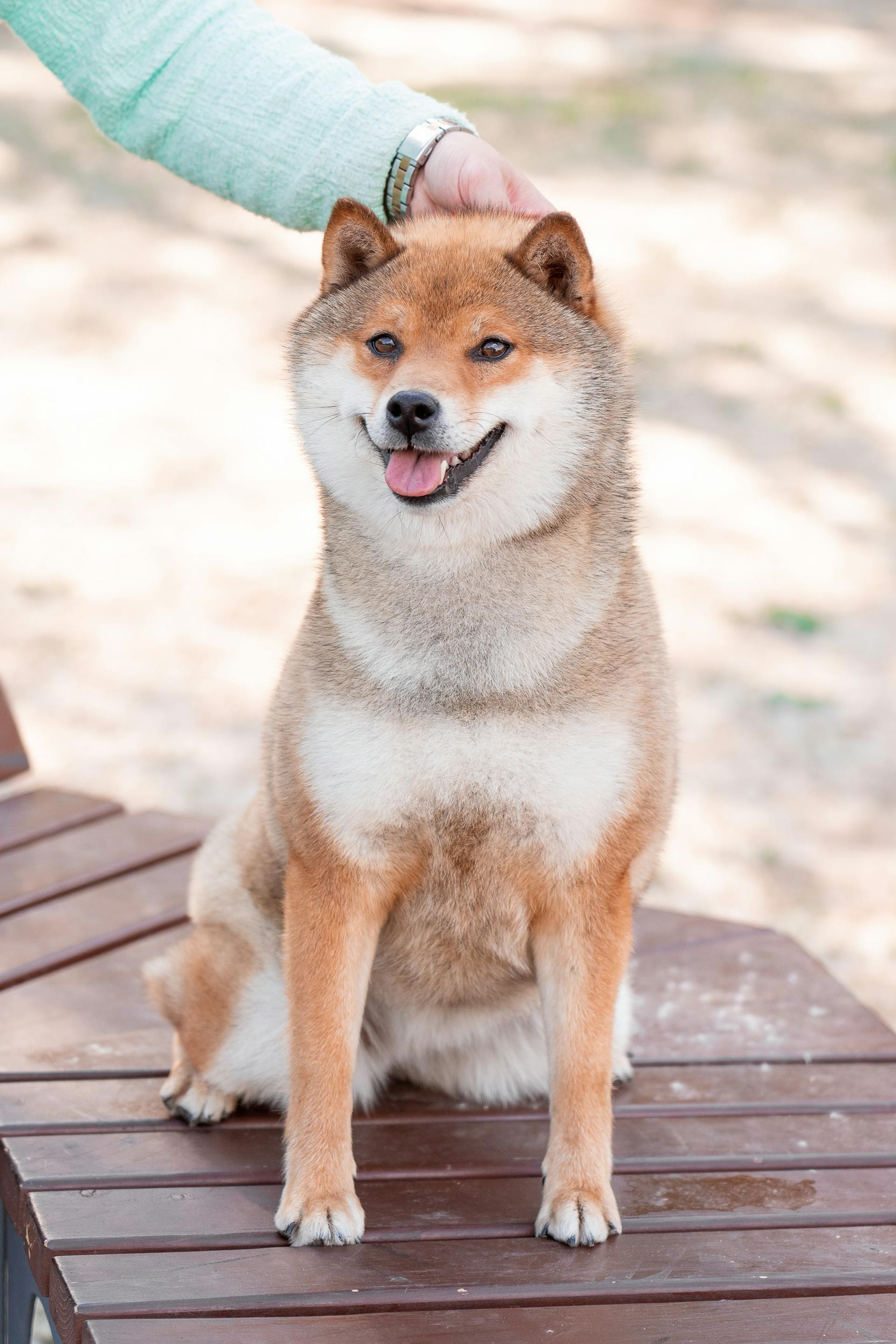 Shiba inu, shiba, chó, dog, thú cưng, pet, vật nuôi, domestic animal, động vật, animal, lông, fur, dễ thương, cute -  Rimma Fattahova