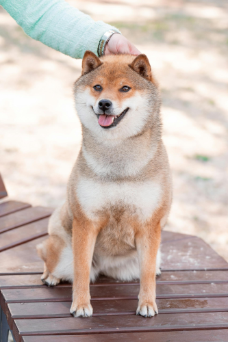 Shiba inu, shiba, chó, dog, thú cưng, pet, vật nuôi, domestic animal, động vật, animal, lông, fur, dễ thương, cute -  Rimma Fattahova