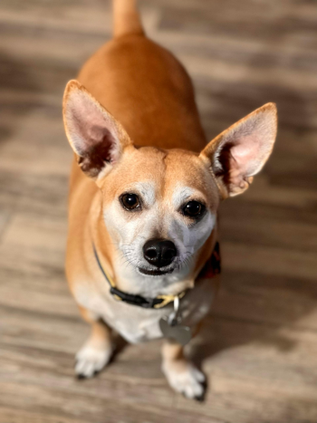 Chó chihuahua, chihuahua dog, chó, dog, thú cưng, pet, vật nuôi, domestic animal, động vật, animal, dễ thương, cute, lông, fur - Rob Weber