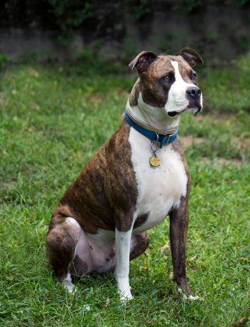 Chó, dog, chó pitbull, pitbull dog, thú cưng, pet, vật nuôi, domestic animal, cỏ xanh, green grass, động vật, animal, dễ thương, cute - Roger