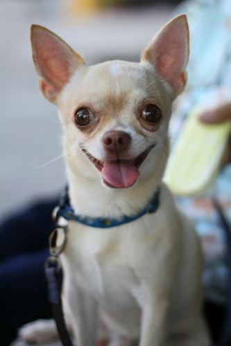 Chó chihuahua, chihuahua dog, chó, dog, thú cưng, pet, vật nuôi, domestic animal, động vật, animal, dễ thương, cute, lông, fur - Rutpratheep Nilpechr 1
