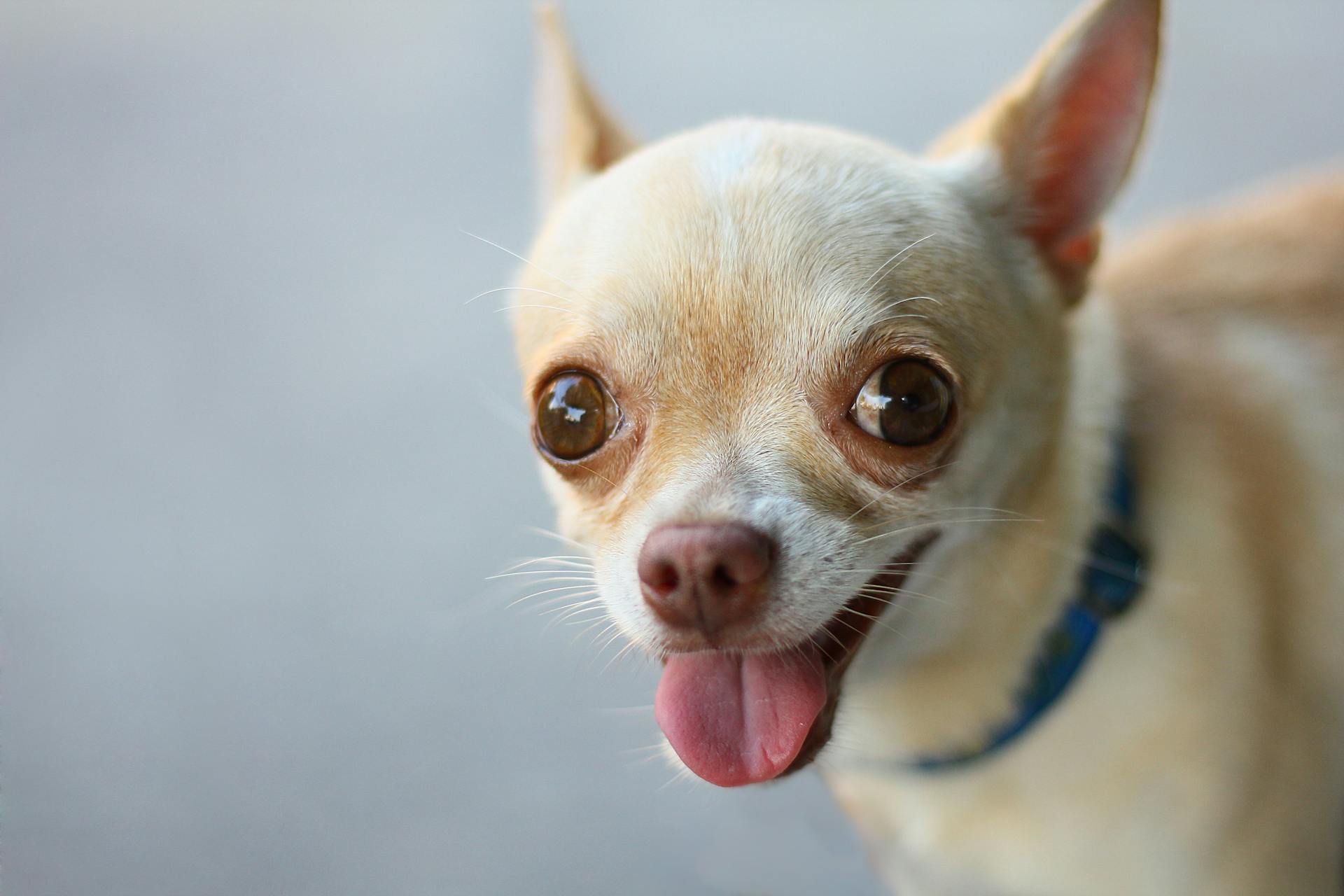 Chó chihuahua, chihuahua dog, chó, dog, thú cưng, pet, vật nuôi, domestic animal, động vật, animal, dễ thương, cute, lông, fur - Rutpratheep Nilpechr 2