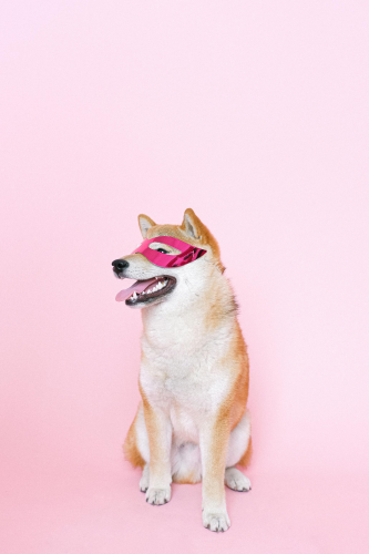 Shiba inu, shiba, chó, dog, thú cưng, pet, vật nuôi, domestic animal, động vật, animal, dễ thương, cute, mặt nạ, mask, thè lưỡi, tongue out - Anna Shvets