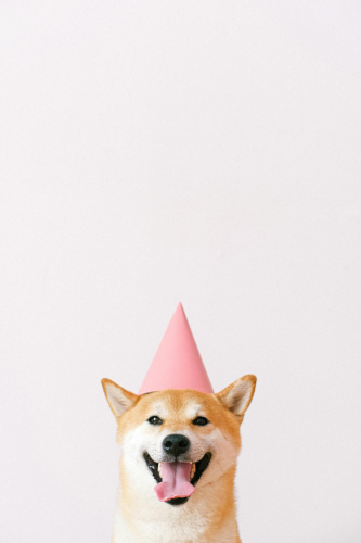 Shiba inu, shiba, chó, dog, thú cưng, pet, vật nuôi, domestic animal, động vật, animal, lông, fur, thè lưỡi, tongue out, mũ sinh nhật, birthday hat - Anna Shvets 4