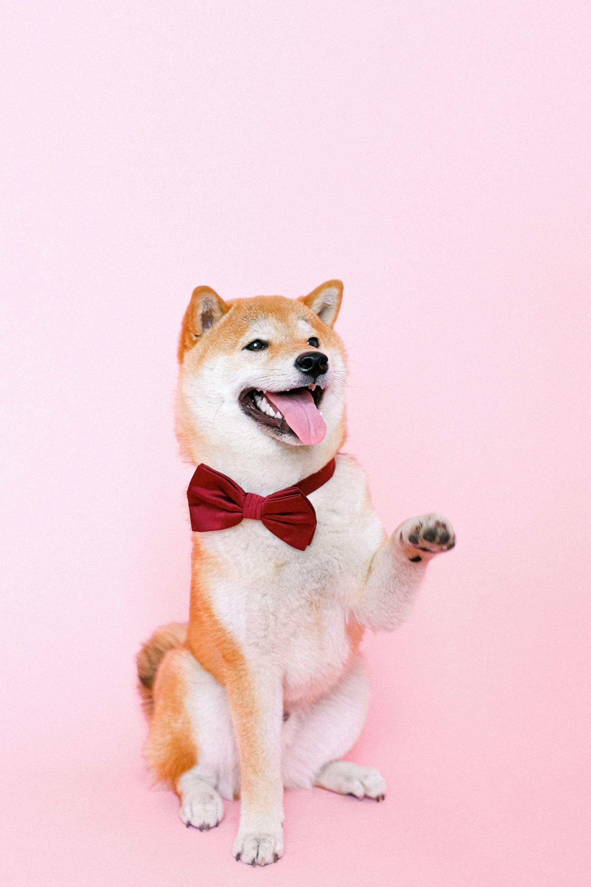 Shiba inu, shiba, chó, dog, thú cưng, pet, vật nuôi, domestic animal, động vật, animal, lông, fur, dễ thương, cute, thè lưỡi, tongue out, nơ, bow tie - Anna Shvets 1