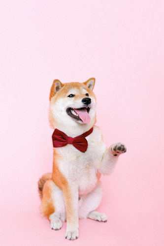 Shiba inu, shiba, chó, dog, thú cưng, pet, vật nuôi, domestic animal, động vật, animal, lông, fur, dễ thương, cute, thè lưỡi, tongue out, nơ, bow tie - Anna Shvets 1