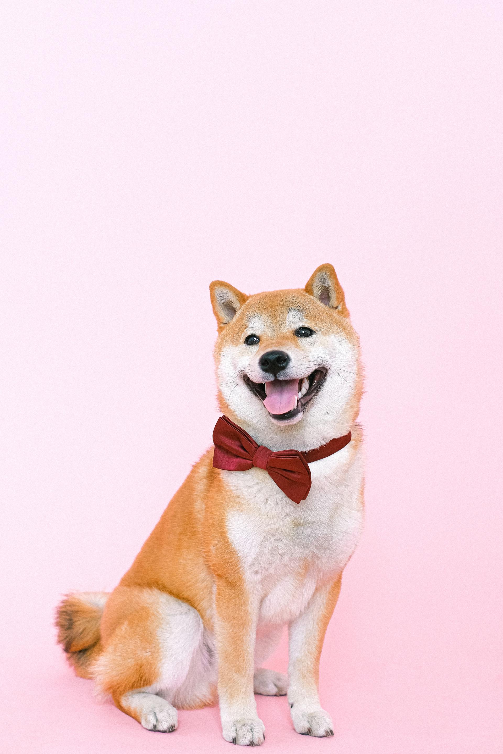 Shiba inu, shiba, chó, dog, thú cưng, pet, vật nuôi, domestic animal, động vật, animal, lông, fur, dễ thương, cute, thè lưỡi, tongue out, nơ, bow tie - Anna Shvets