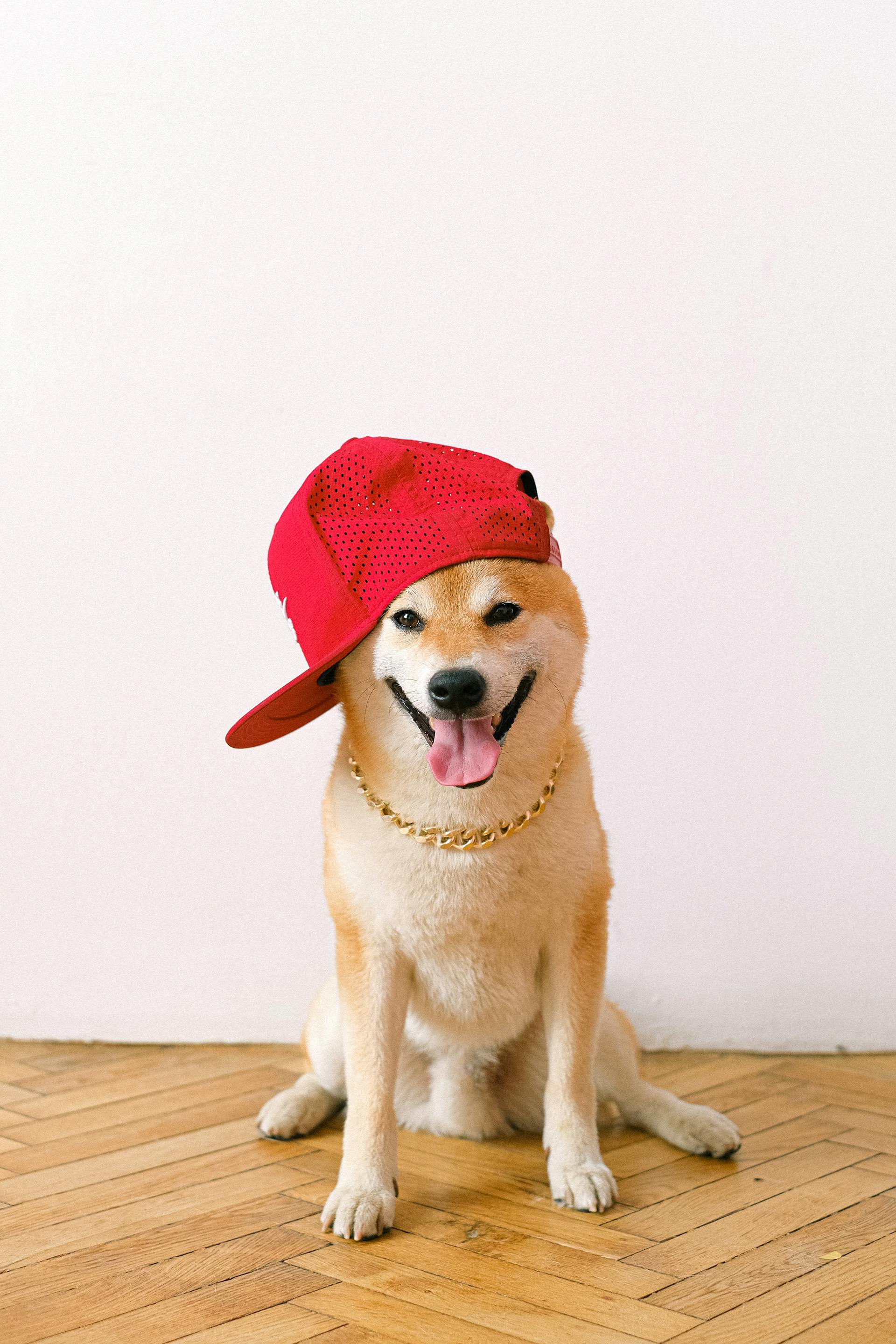 Shiba inu, shiba, chó, dog, thú cưng, pet, vật nuôi, domestic animal, động vật, animal, lông, fur, dễ thương, cute, mũ lưỡi trai, baseball cap - Anna Shvets
