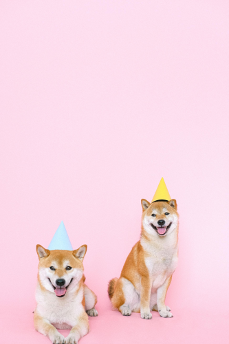 Shiba inu, shiba, chó, dog, thú cưng, pet, vật nuôi, domestic animal, động vật, animal, lông, fur, thè lưỡi, tongue out, mũ sinh nhật, birthday hat - Anna Shvets