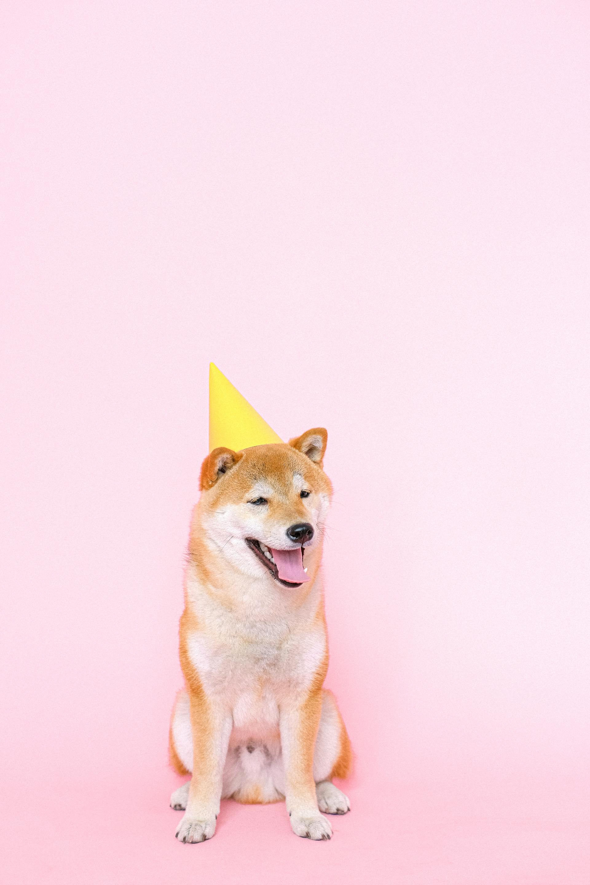Shiba inu, shiba, chó, dog, thú cưng, pet, vật nuôi, domestic animal, động vật, animal, lông, fur, thè lưỡi, tongue out, mũ sinh nhật, birthday hat - Anna Shvets 2
