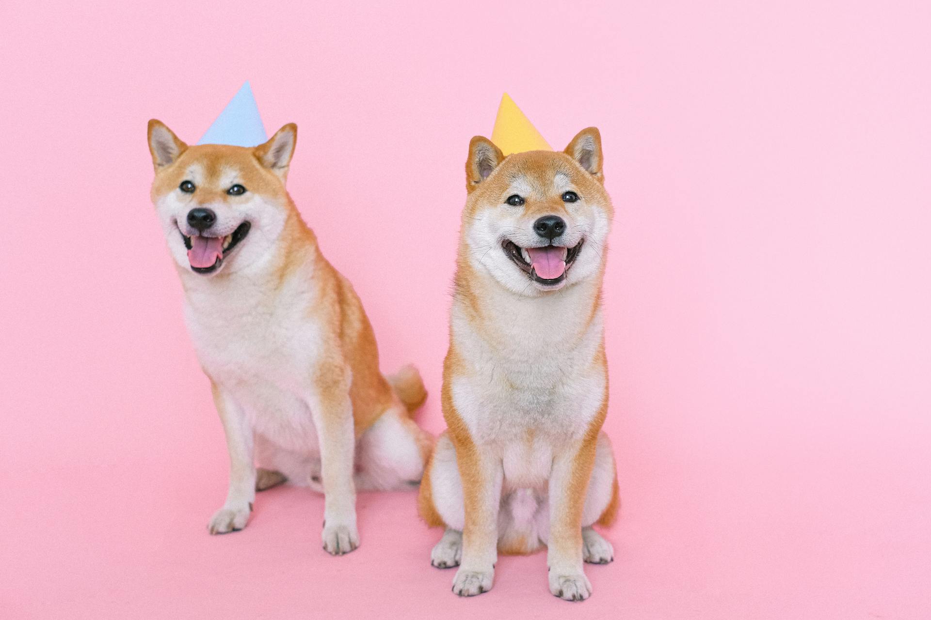 Shiba inu, shiba, chó, dog, thú cưng, pet, vật nuôi, domestic animal, động vật, animal, lông, fur, thè lưỡi, tongue out, mũ sinh nhật, birthday hat - Anna Shvets 1