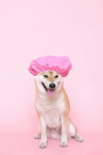 Shiba inu, shiba, chó, dog, thú cưng, pet, vật nuôi, domestic animal, động vật, animal, dễ thương, cute, mũ tắm, shower cap, thè lưỡi, tongue out - Anna Shvets