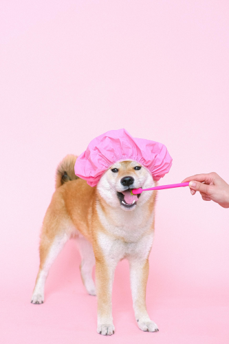 Shiba inu, shiba, chó, dog, thú cưng, pet, vật nuôi, domestic animal, động vật, animal, dễ thương, cute, mũ tắm, shower cap, thè lưỡi, tongue out - Anna Shvets