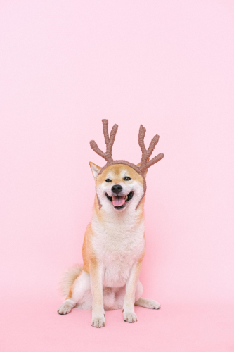 Shiba inu, shiba, chó, dog, thú cưng, pet, vật nuôi, domestic animal, động vật, animal, lông, fur, dễ thương, cute, thè lưỡi, tongue out, sừng tuần lộc, reindeer antlers - Anna Shvets