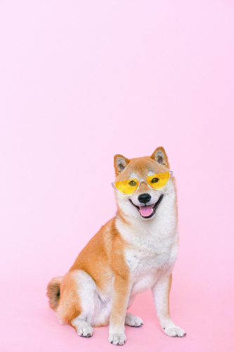 Shiba inu, shiba, chó, dog, thú cưng, pet, vật nuôi, domestic animal, động vật, animal, dễ thương, cute, kính râm, sunglasses, thè lưỡi, tongue out - Anna Shvets
