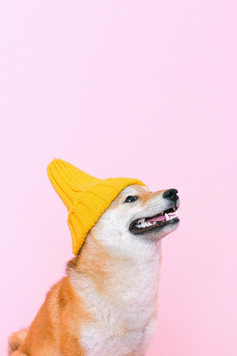 Shiba inu, shiba, chó, dog, thú cưng, pet, vật nuôi, domestic animal, động vật, animal, dễ thương, cute, mũ len, beanie - Anna Shvets 1