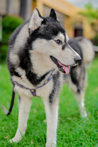 Chó husky, husky dog, chó, dog, thú cưng, pet, vật nuôi, domestic animal, động vật, animal, dễ thương, cute, lông, fur - Sir Lodi
