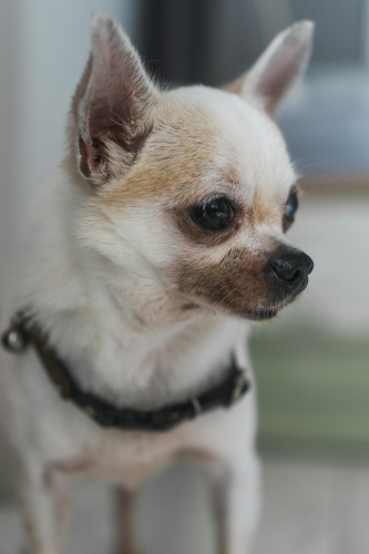 Chó chihuahua, chihuahua dog, chó, dog, thú cưng, pet, vật nuôi, domestic animal, động vật, animal, dễ thương, cute, lông, fur - Stephanie Yolanda