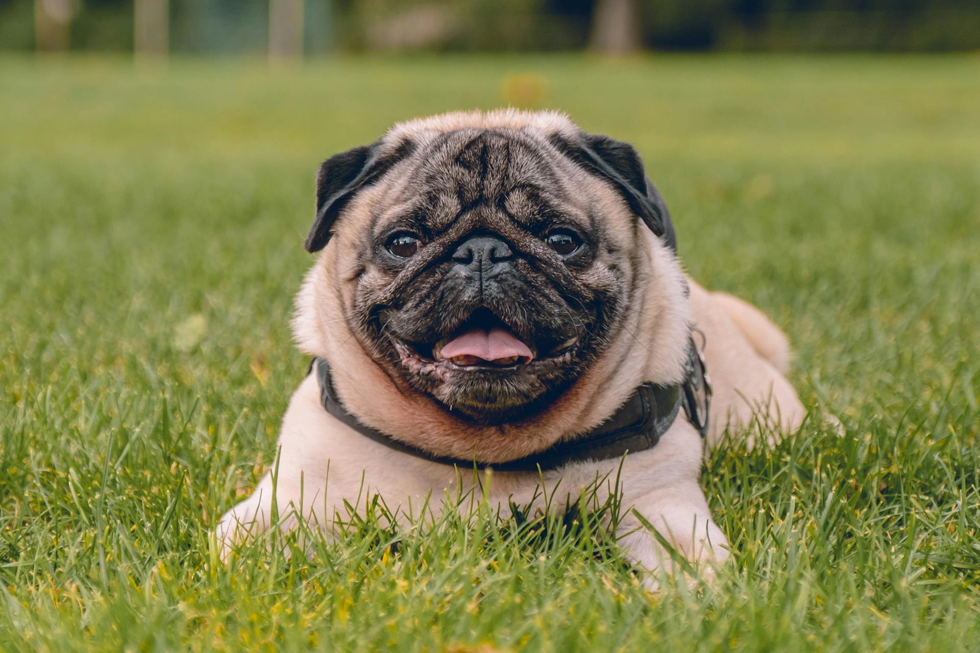 Chó pug, pug dog, chó, dog, thú cưng, pet, vật nuôi, domestic animal, động vật, animal, dễ thương, cute, lông, fur, cỏ, grass - Steshka Croes