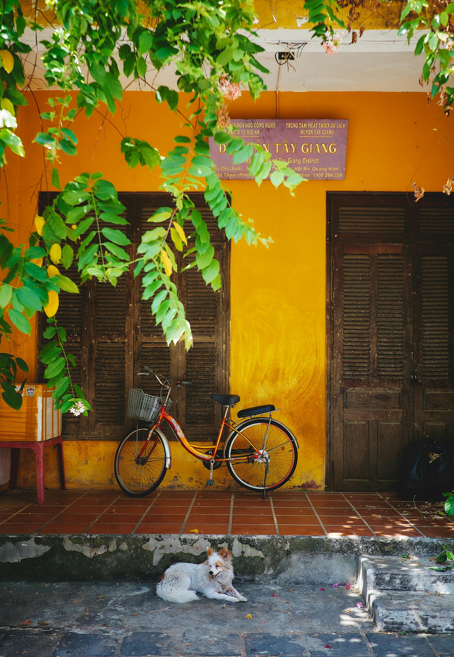 Xe đạp, bicycle, Việt Nam, Vietnam, chó, dog, cây xanh, green plant - Tho Ta