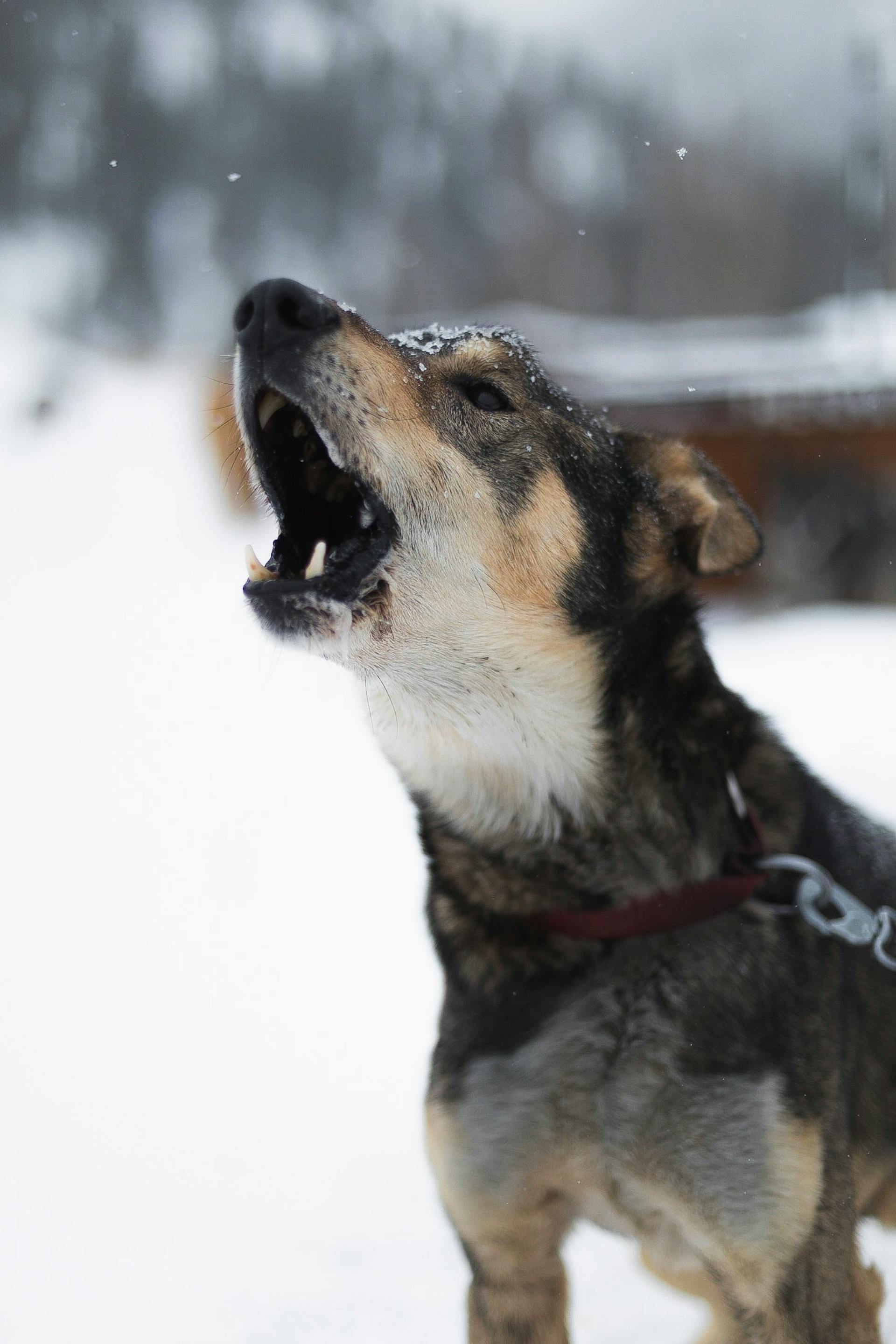 Chó kéo xe, sled dog, chó, dog, thú cưng, pet, vật nuôi, domestic animal, động vật, animal, lông, fur, sủa, barking - Trace Hudson