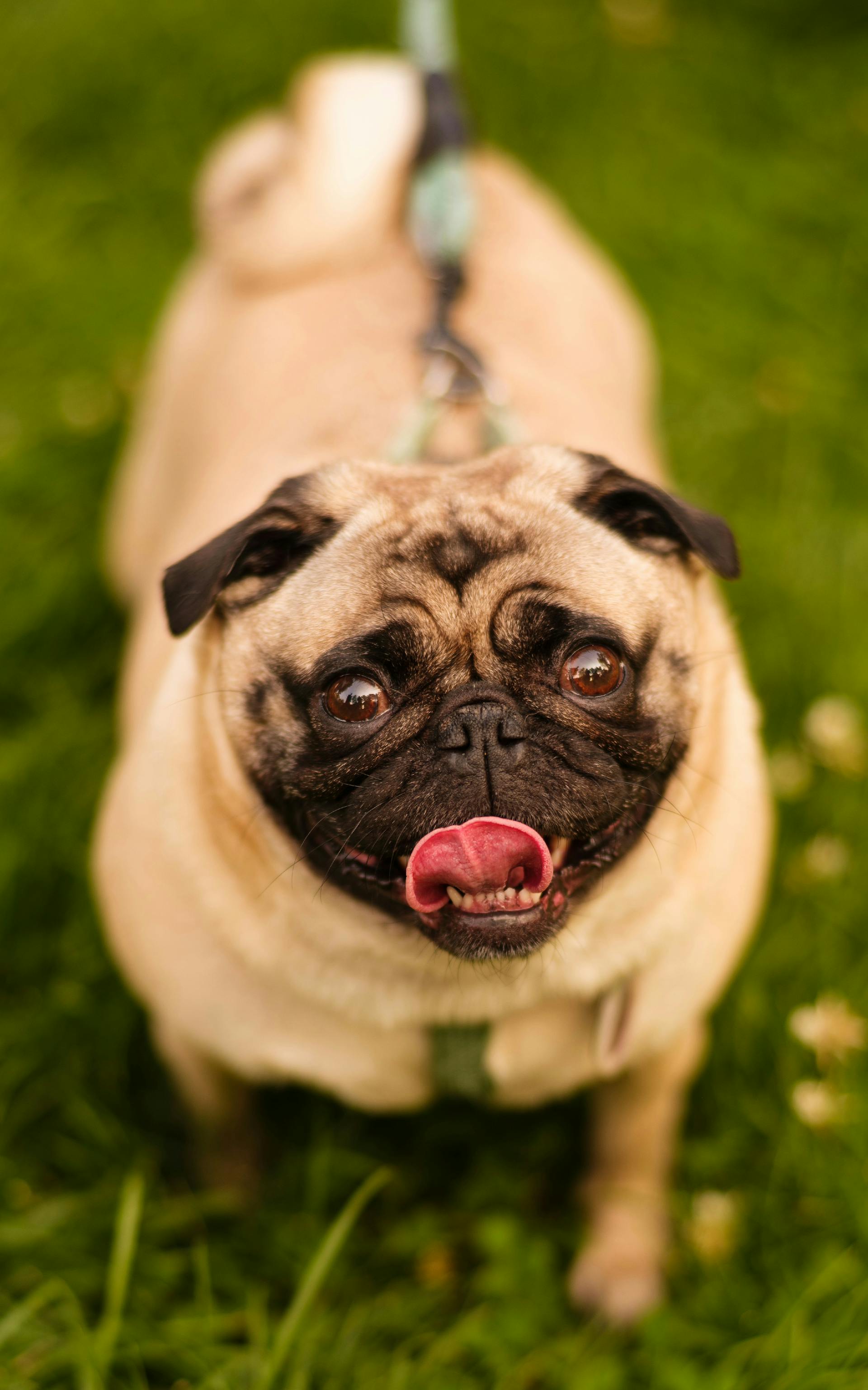 Chó pug, pug dog, chó, dog, thú cưng, pet, vật nuôi, domestic animal, động vật, animal, dễ thương, cute, lông, fur - Trev W. Adams