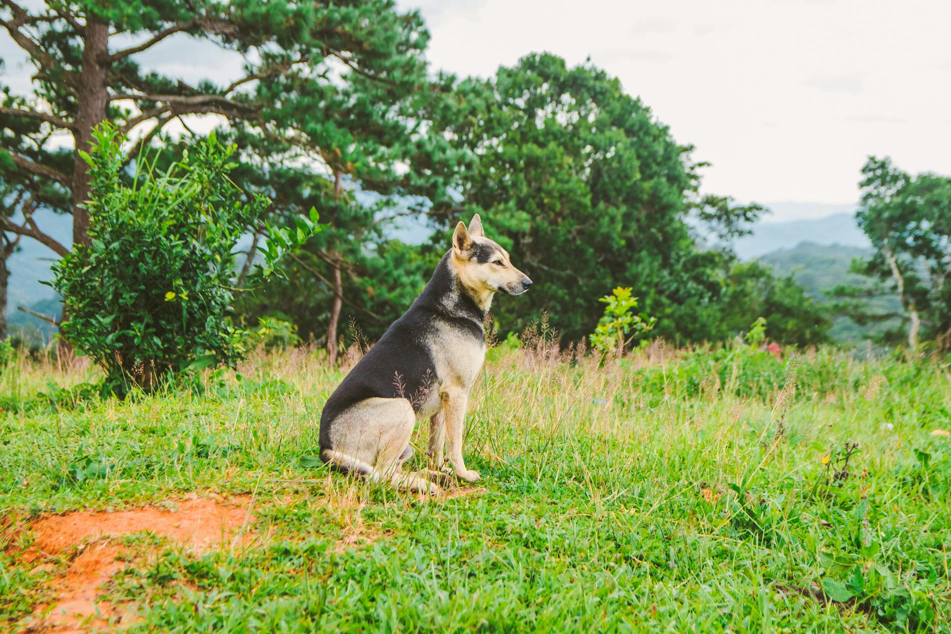 Chó, dog, thú cưng, pet, vật nuôi, domestic animal, động vật, animal, dễ thương, cute, lông, fur, thiên nhiên, nature - Tường Chopper 1