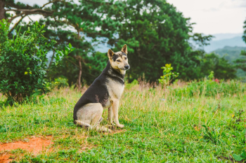 Chó, dog, thú cưng, pet, vật nuôi, domestic animal, động vật, animal, dễ thương, cute, lông, fur, thiên nhiên, nature - Tường Chopper 2