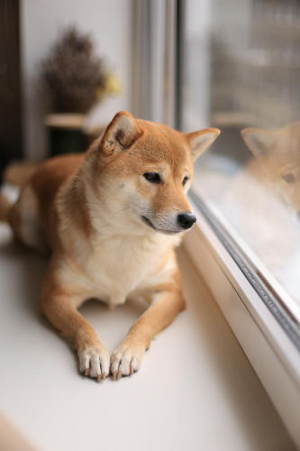 Shiba inu, shiba, chó, dog, cún con, puppy, lông, fur, dễ thương, cute, thú cưng, pet, vật nuôi, domestic animal, động vật, animal - Valeria Boltneva 1